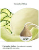 NDST Hanging Air Diffuser - Regular NDST Diffuser Bottle